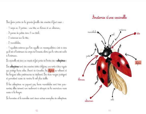 Livre sur la coccinelle