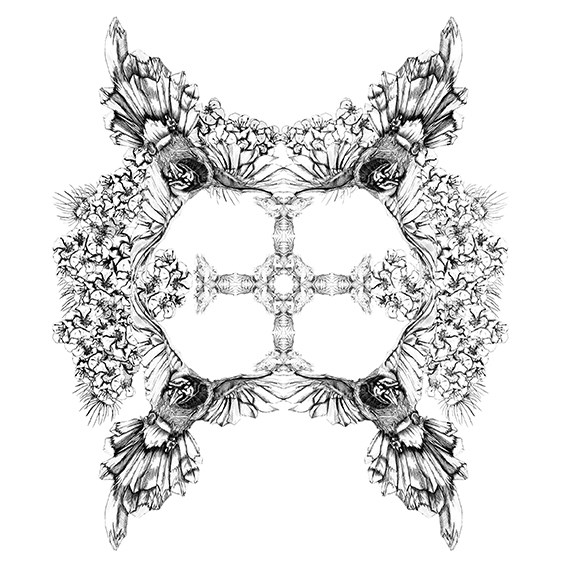 illustration, oiseaux, affichenoiretblanc, nature, animaux, kaleidoscope
