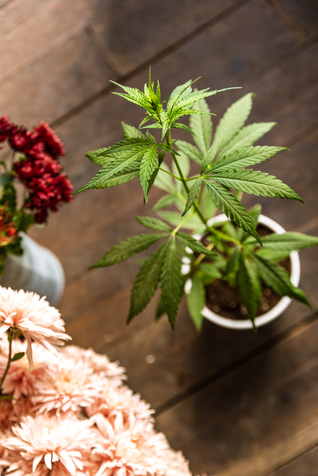 Kit de chanvre à planter_vert 4