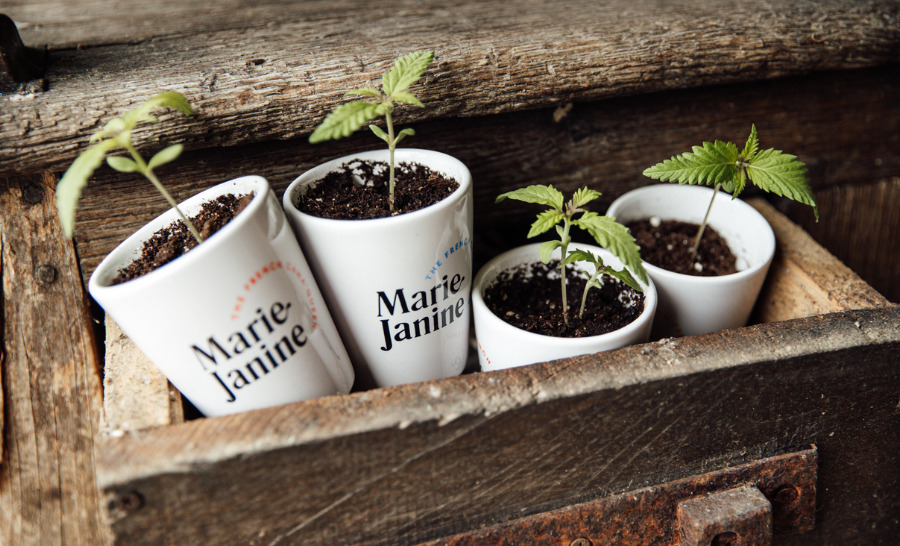 Kit de chanvre à planter_vert 3