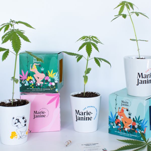 Kit de chanvre à planter_rose 3