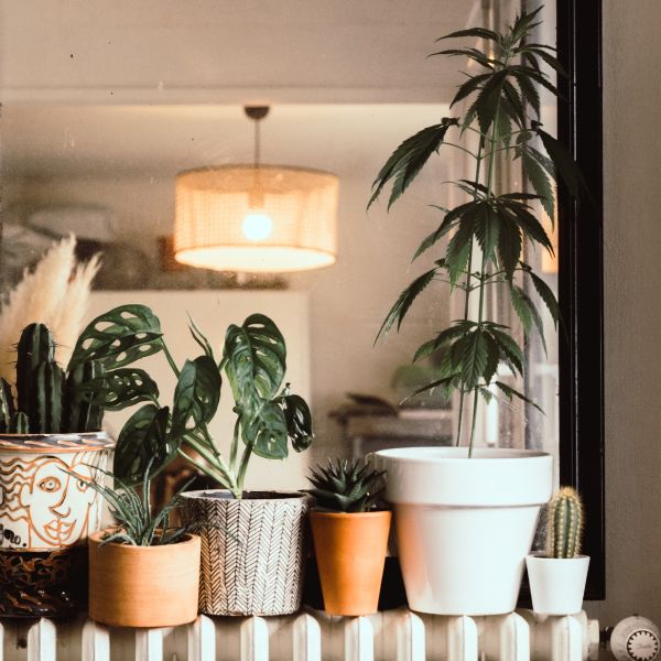 Kit de chanvre à planter_bleu 4