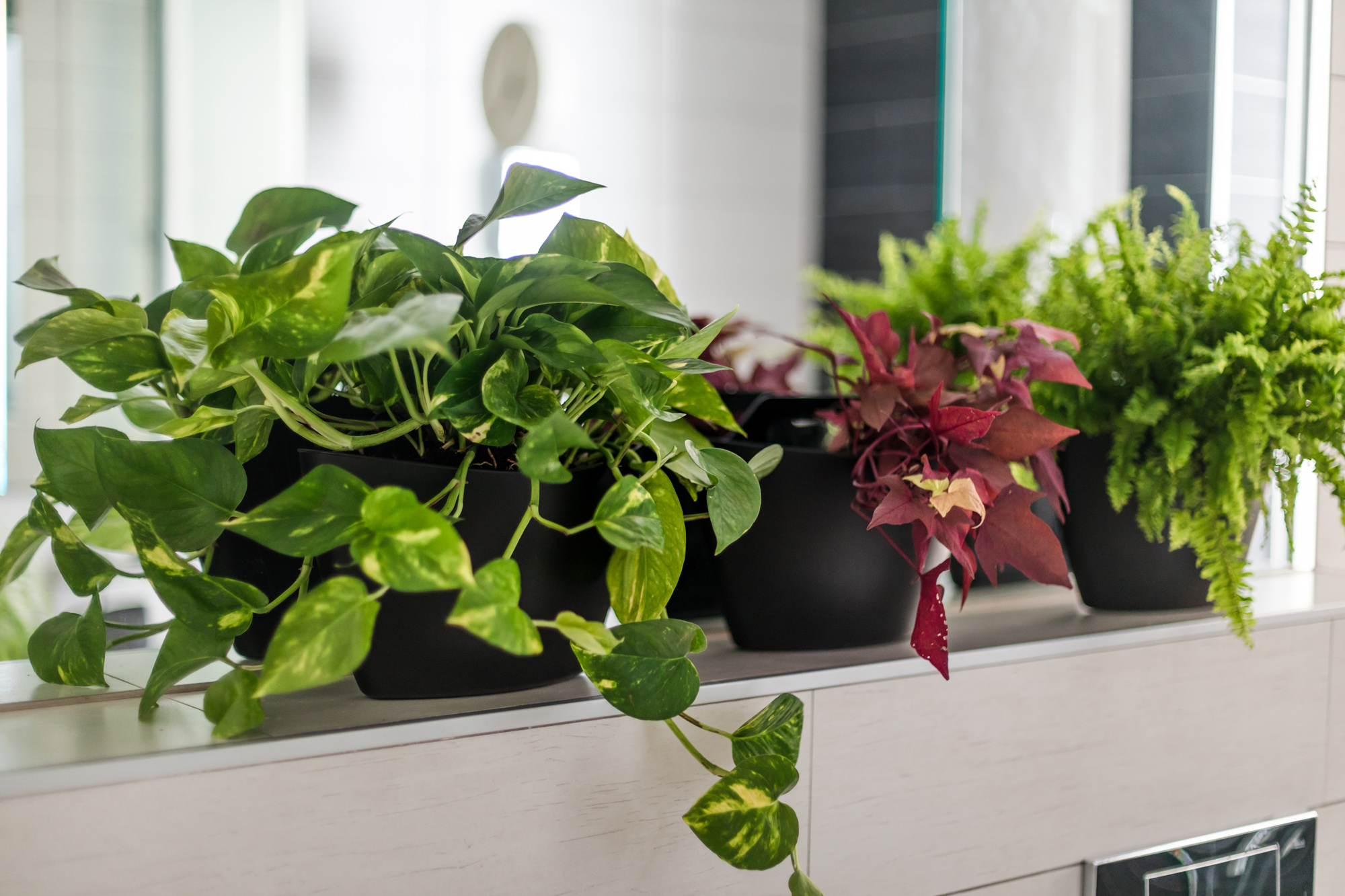 Pot mural à arrosage automatique 4