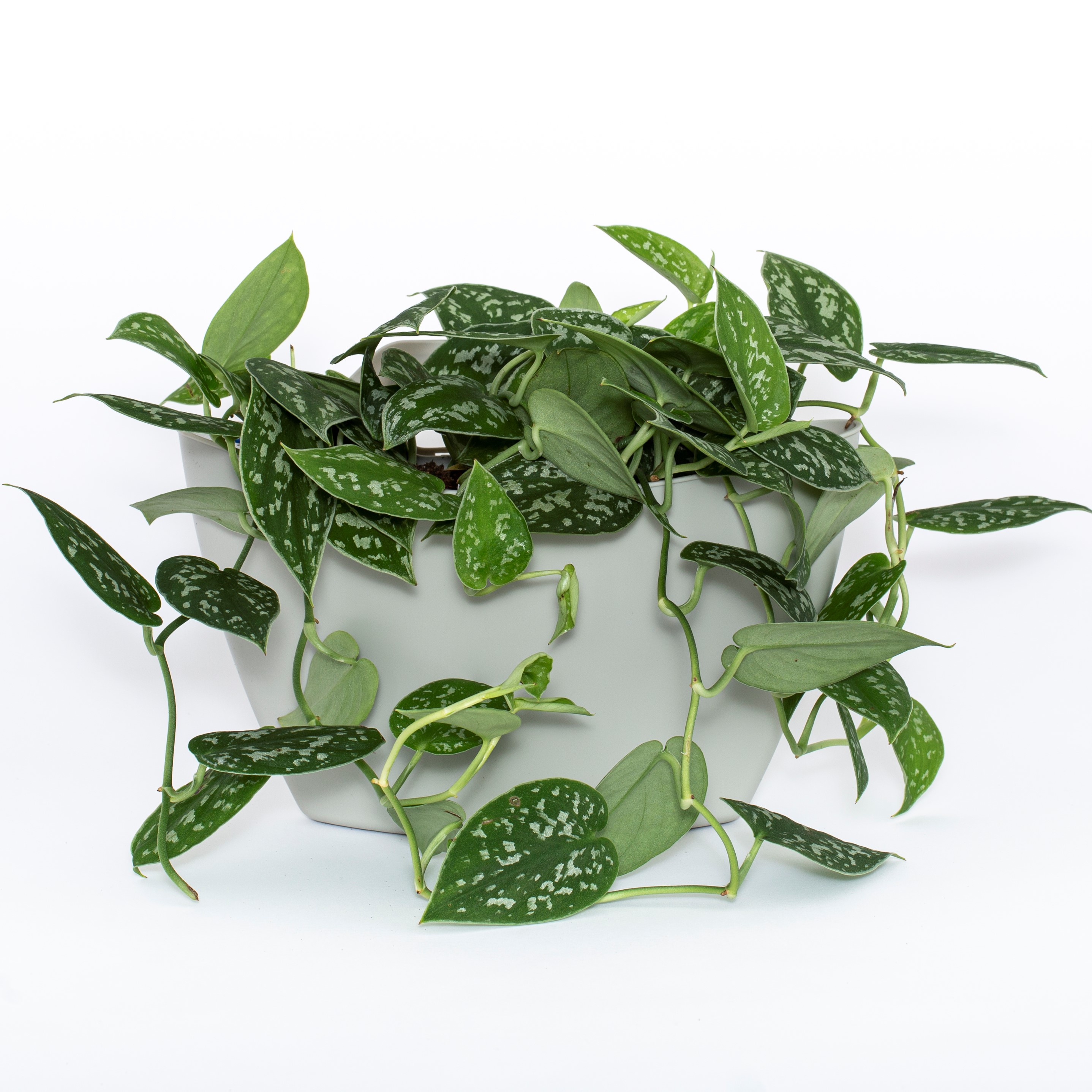 Pot mural à arrosage automatique 6