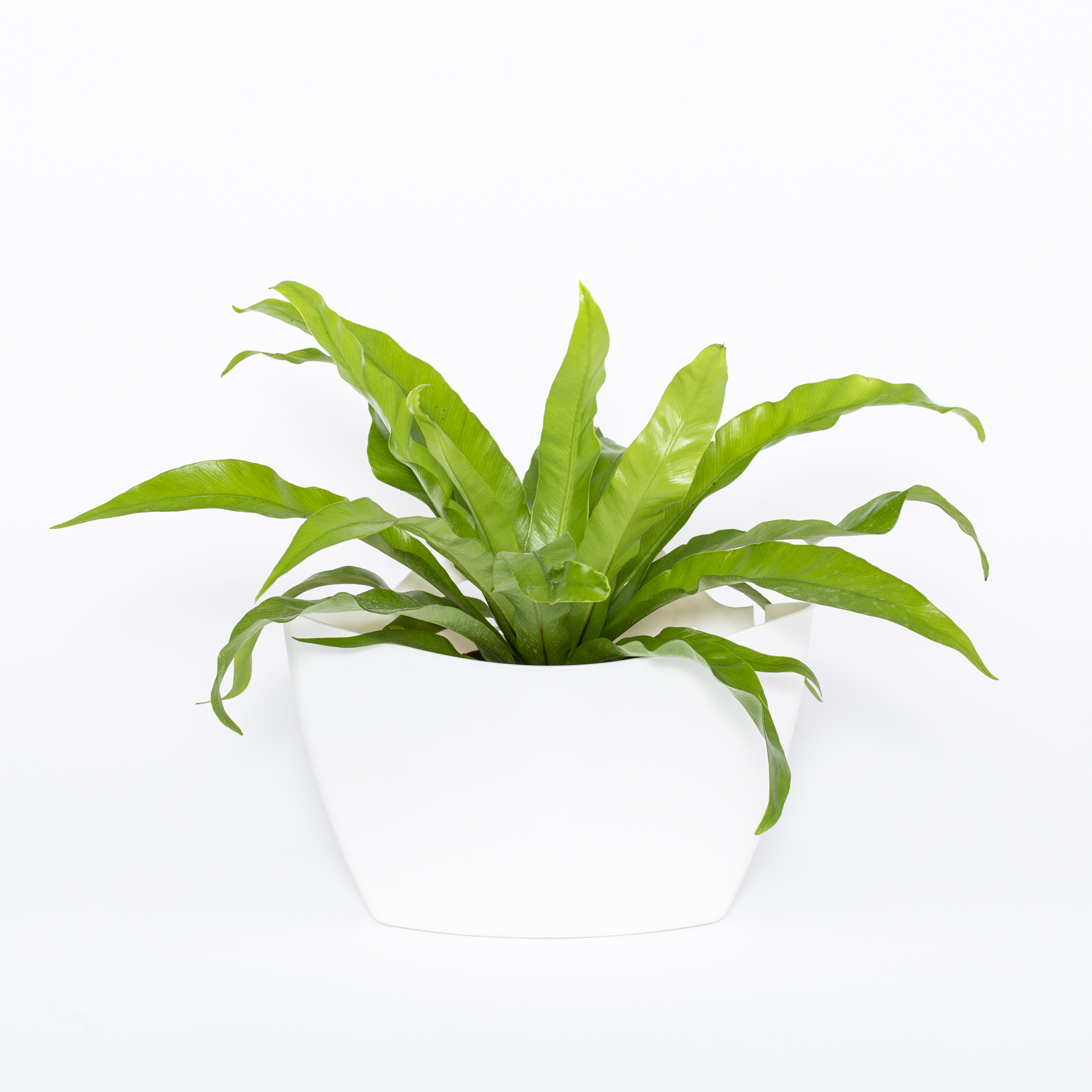 Pot mural à arrosage automatique 9