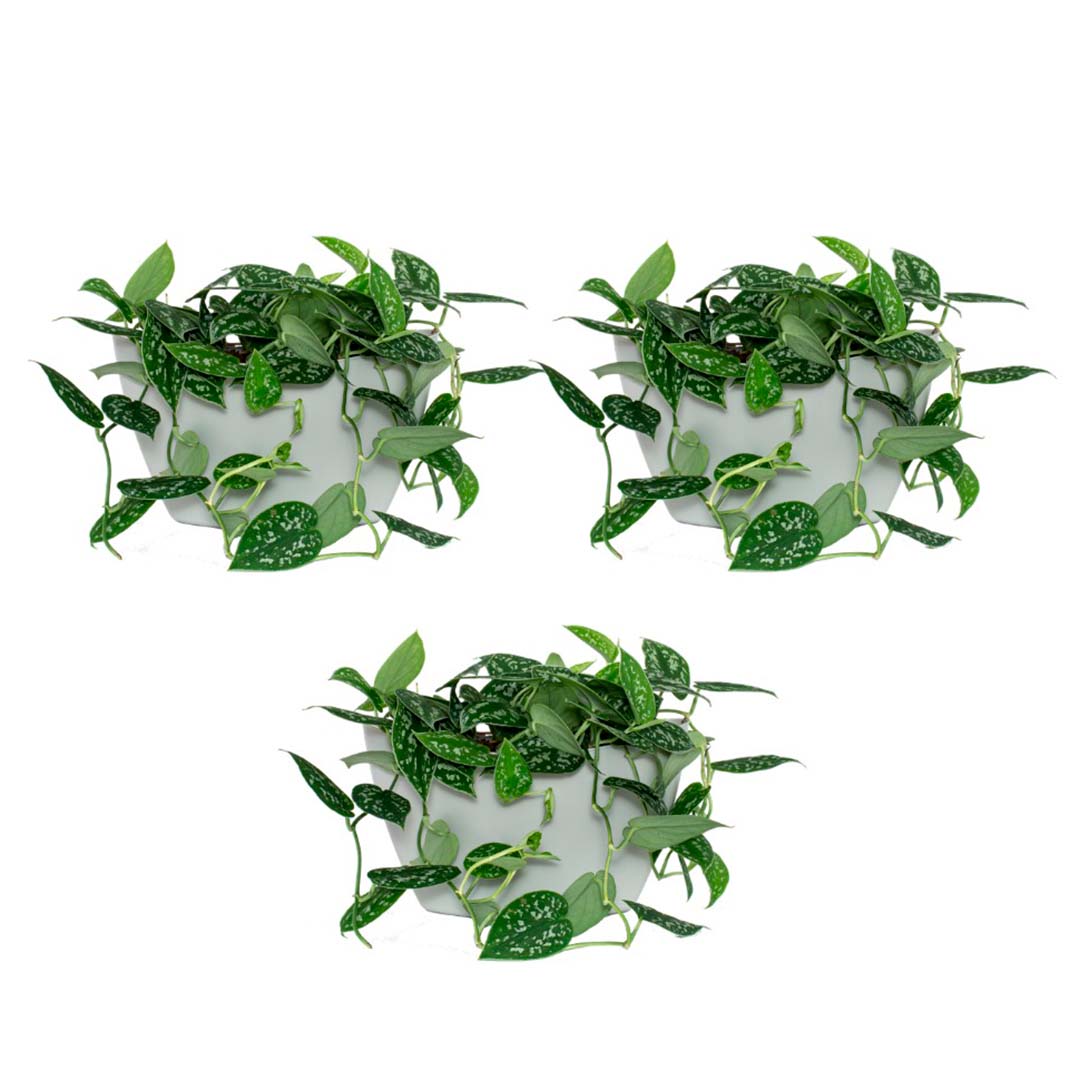 Lot de 3 pots muraux 6