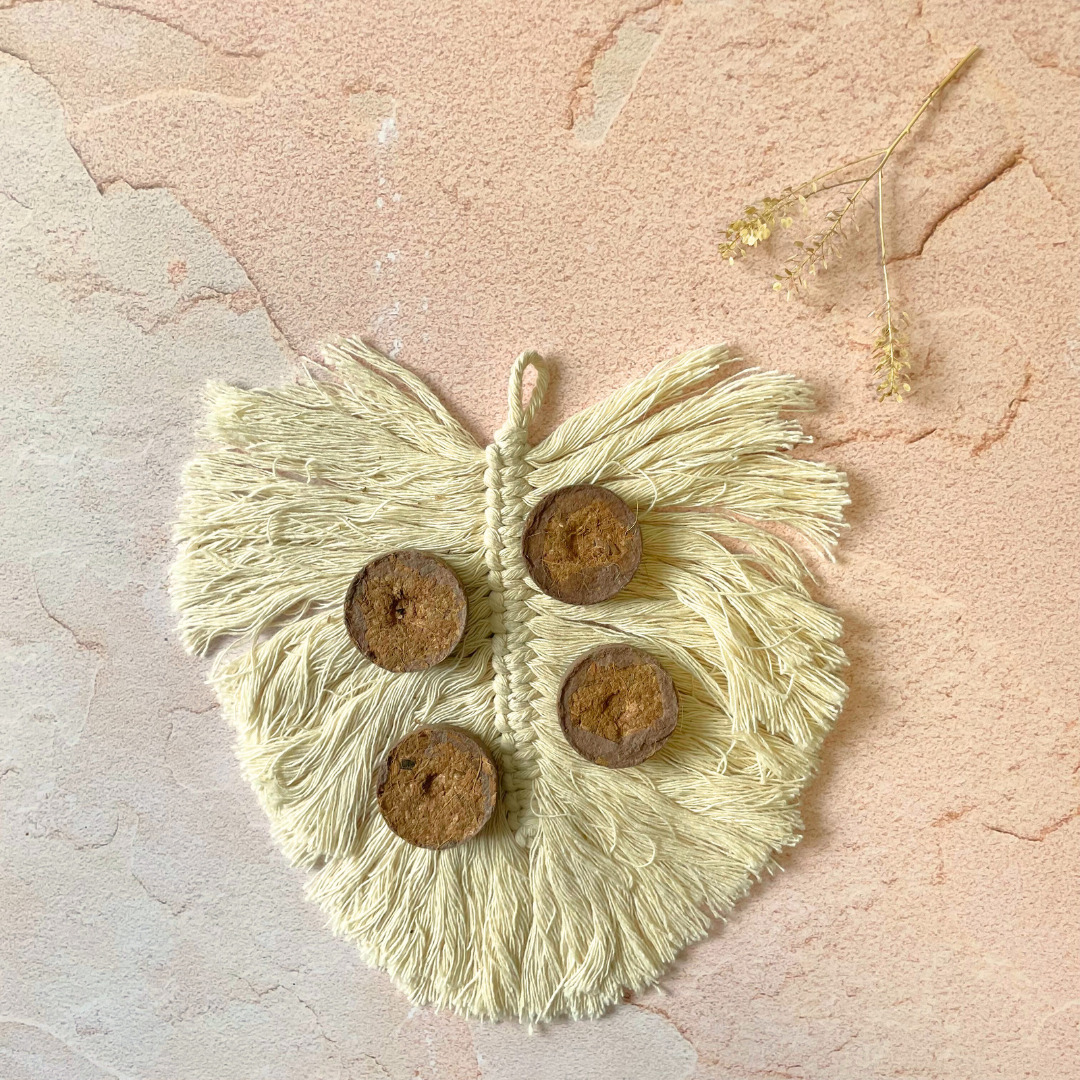 Pastille de coco pour vos semis 5