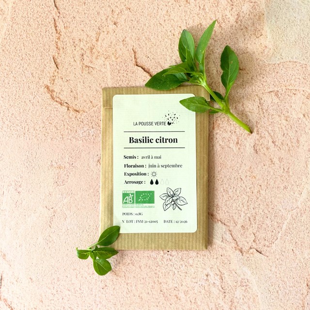 Graines bio de Basilic Citron 2