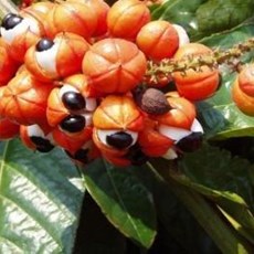 Guayapi Guayapi
