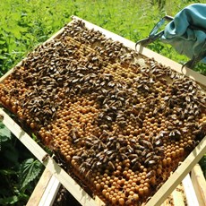 Les Ruches Urbaines - Pollinisation et récolte de miel à Paris Les Ruches Urbaines - Pollinisation et récolte de miel à Paris
