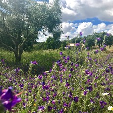 Un écovillage au portugal Un écovillage au portugal